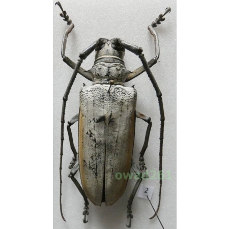 Batocera hercules Boisduval, 1835 female Indonesia, Sulawesi 74mm2